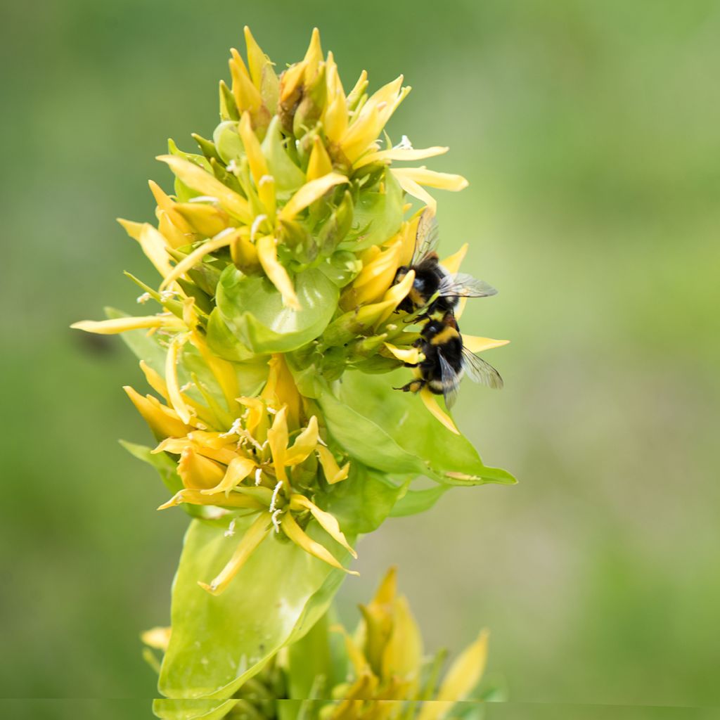 Gentiana lutea - Genziana maggiore