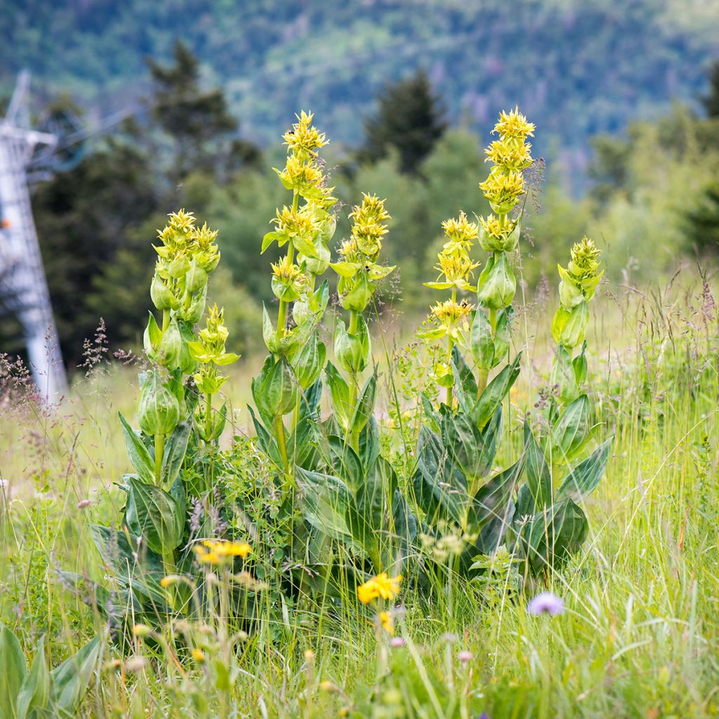 Gentiana lutea - Genziana maggiore