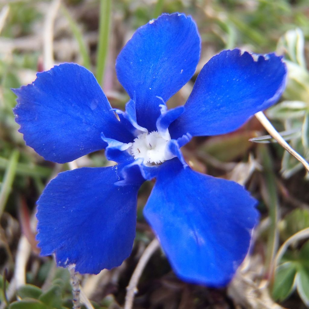 Gentiana verna - Gentiane de printemps