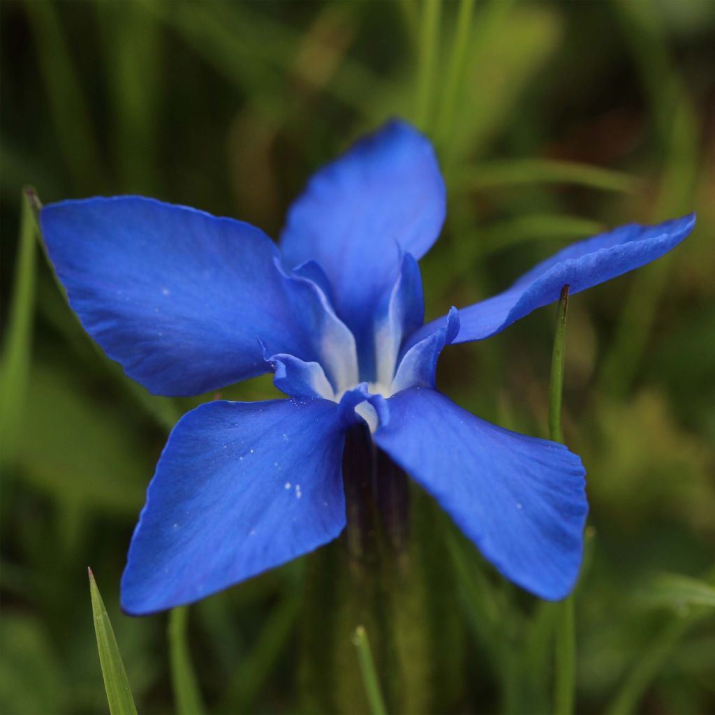 Gentiana verna - Gentiane de printemps