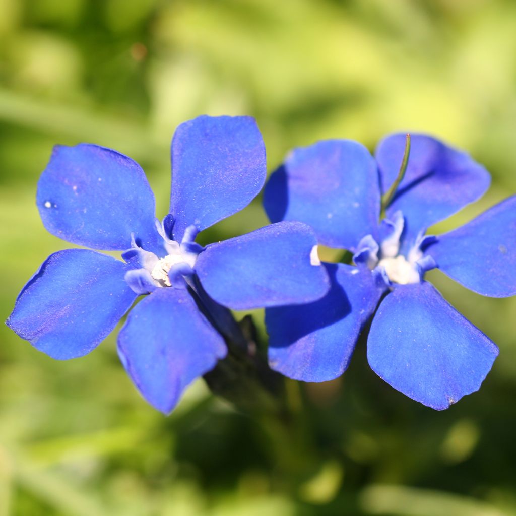 Gentiana verna - Genziana primaticcia