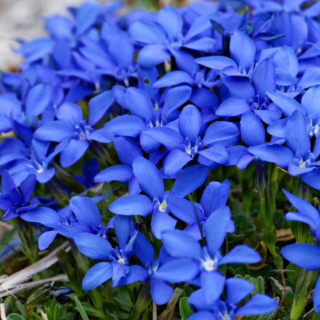 Gentiana verna - Genziana primaticcia