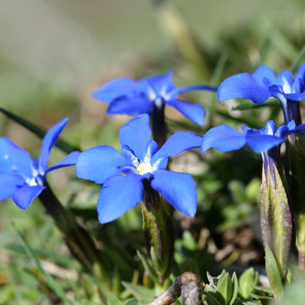 Gentiana verna - Genziana primaticcia