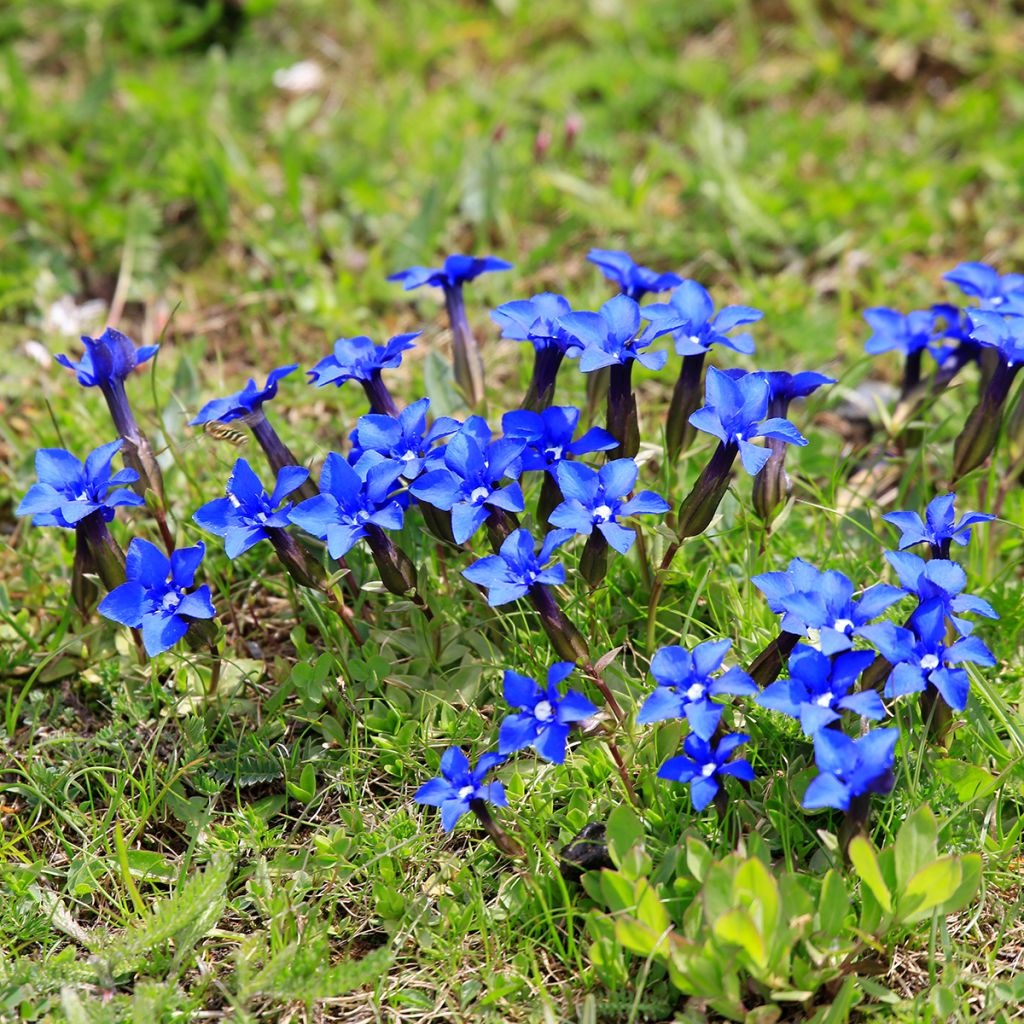 Gentiana verna - Genziana primaticcia