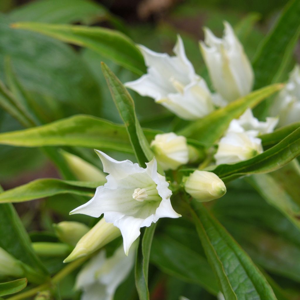 Gentiana asclepiadea var. alba - Genziana asclepiade