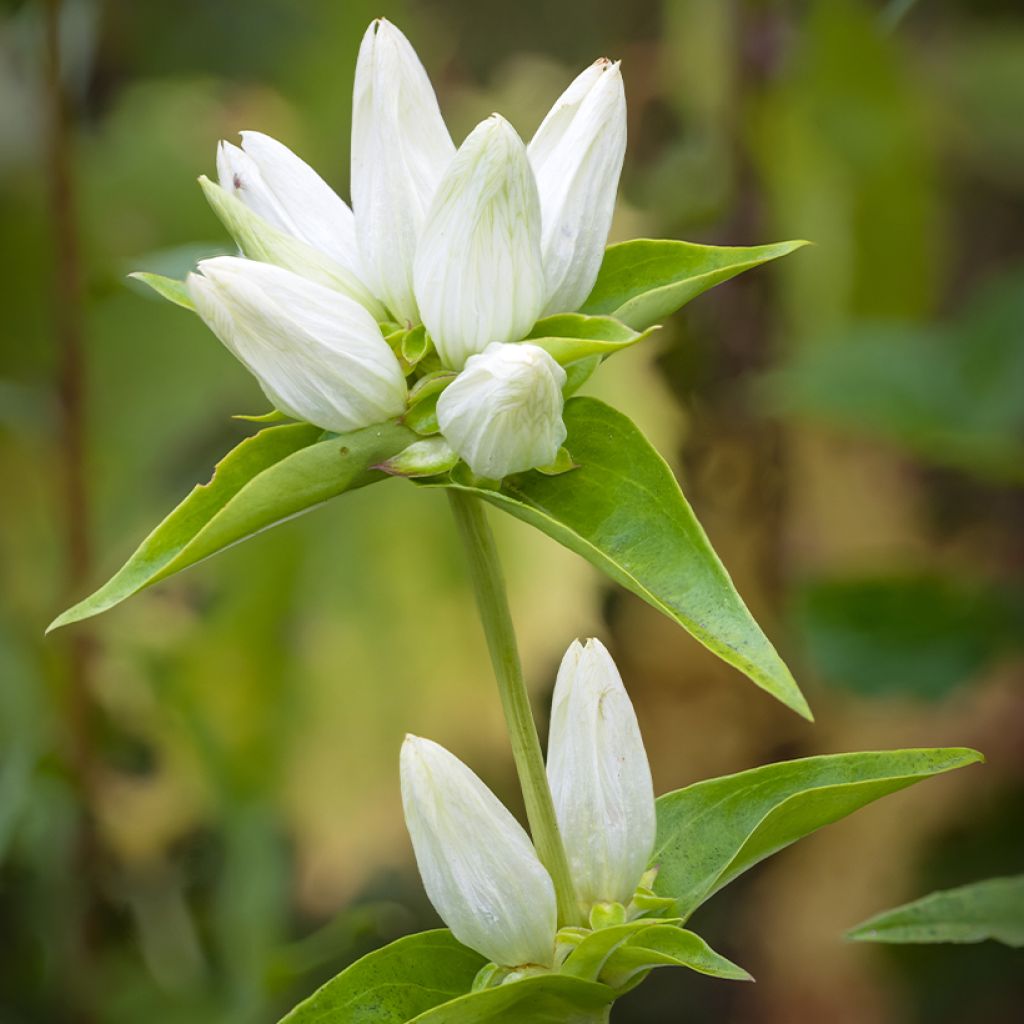 Gentiana asclepiadea var. alba - Genziana asclepiade