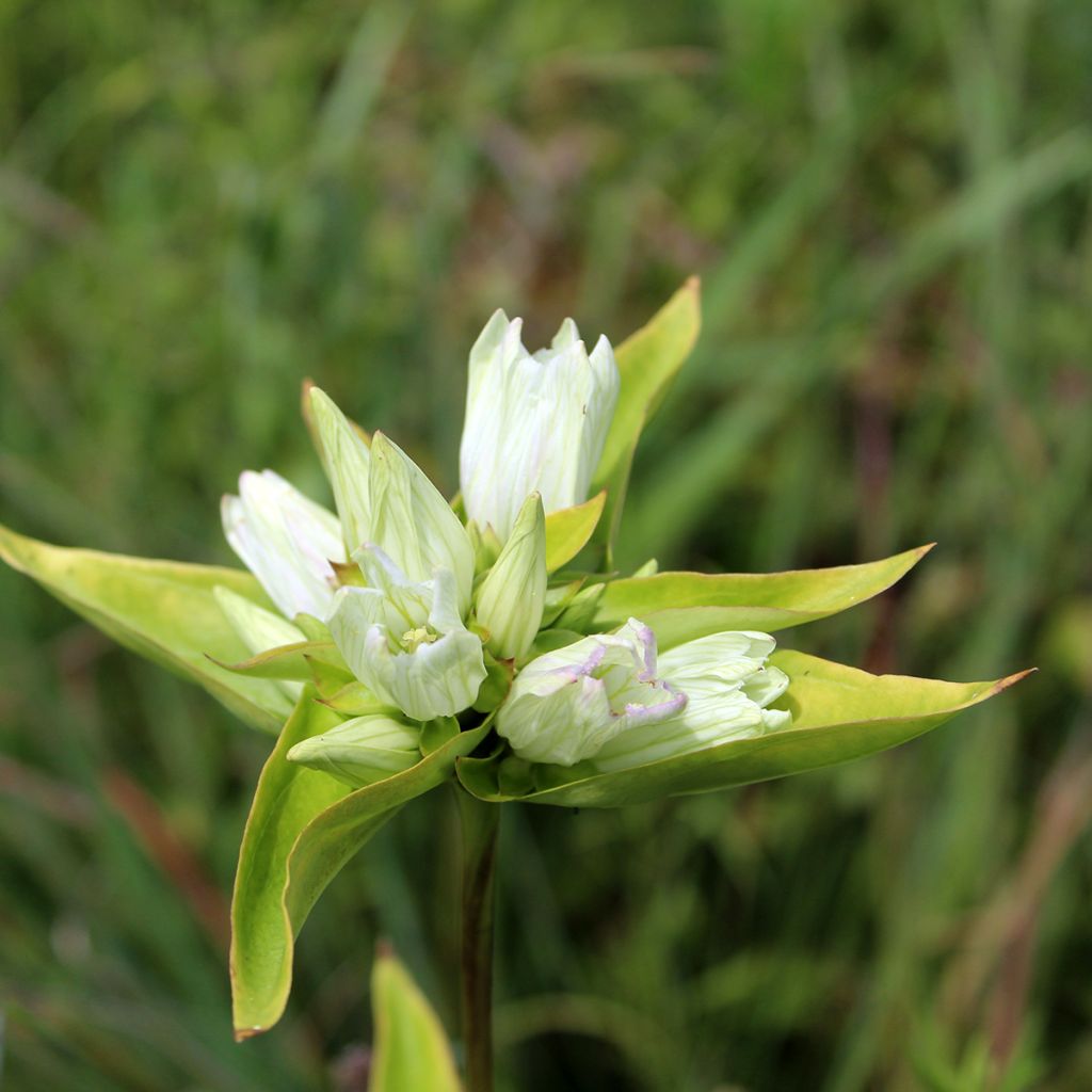 Gentiana asclepiadea var. alba - Genziana asclepiade