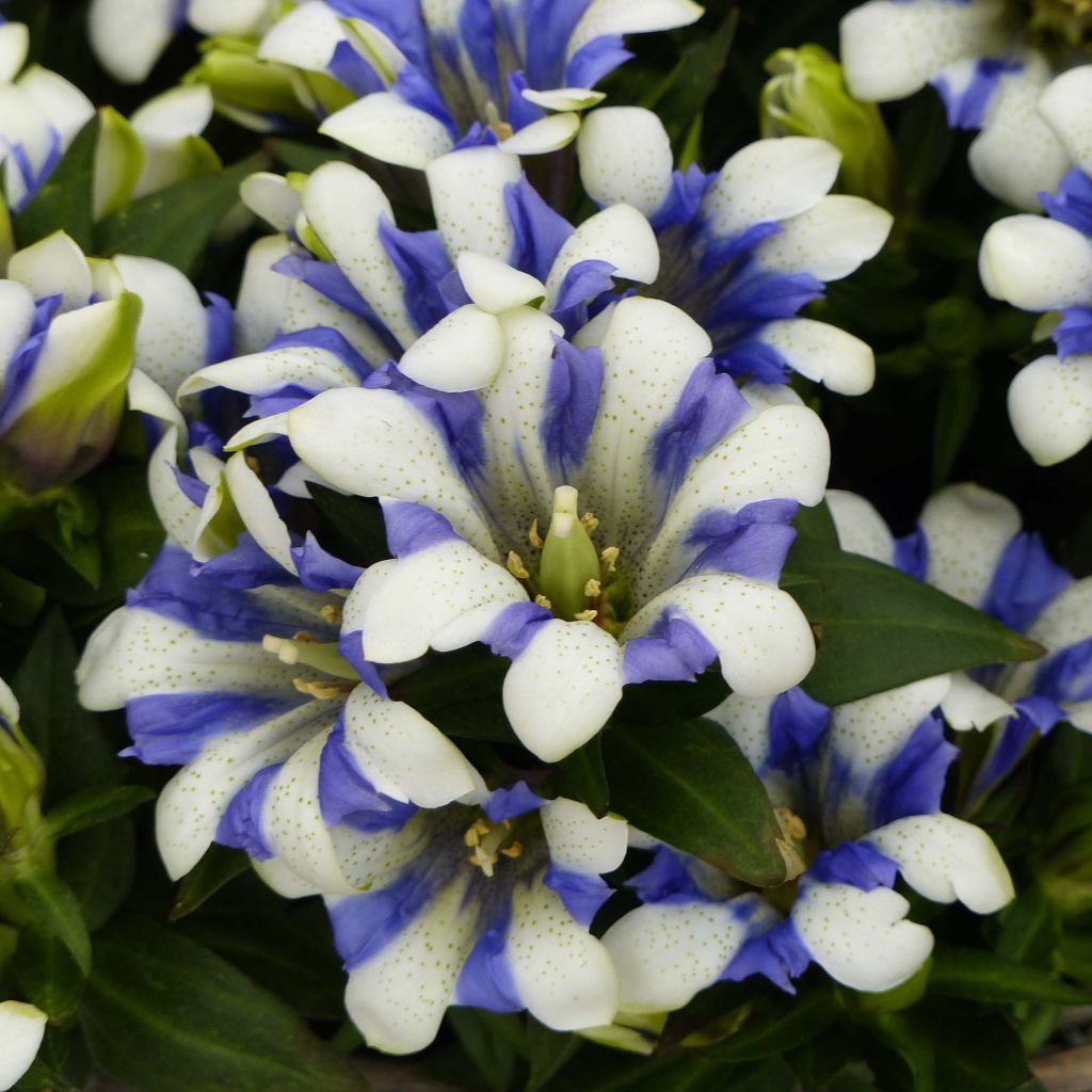 Gentiane Royal Stripes - Gentiana scabra