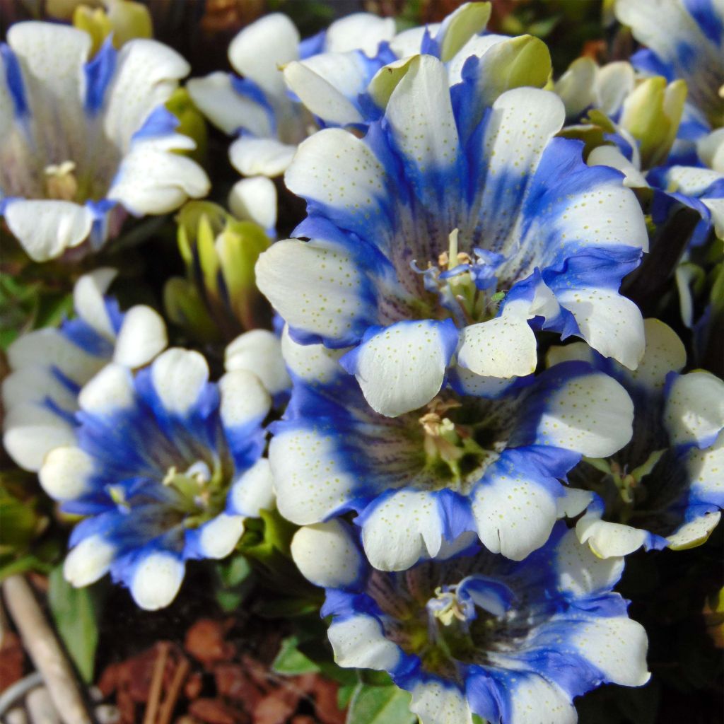 Gentiane Royal Stripes - Gentiana scabra