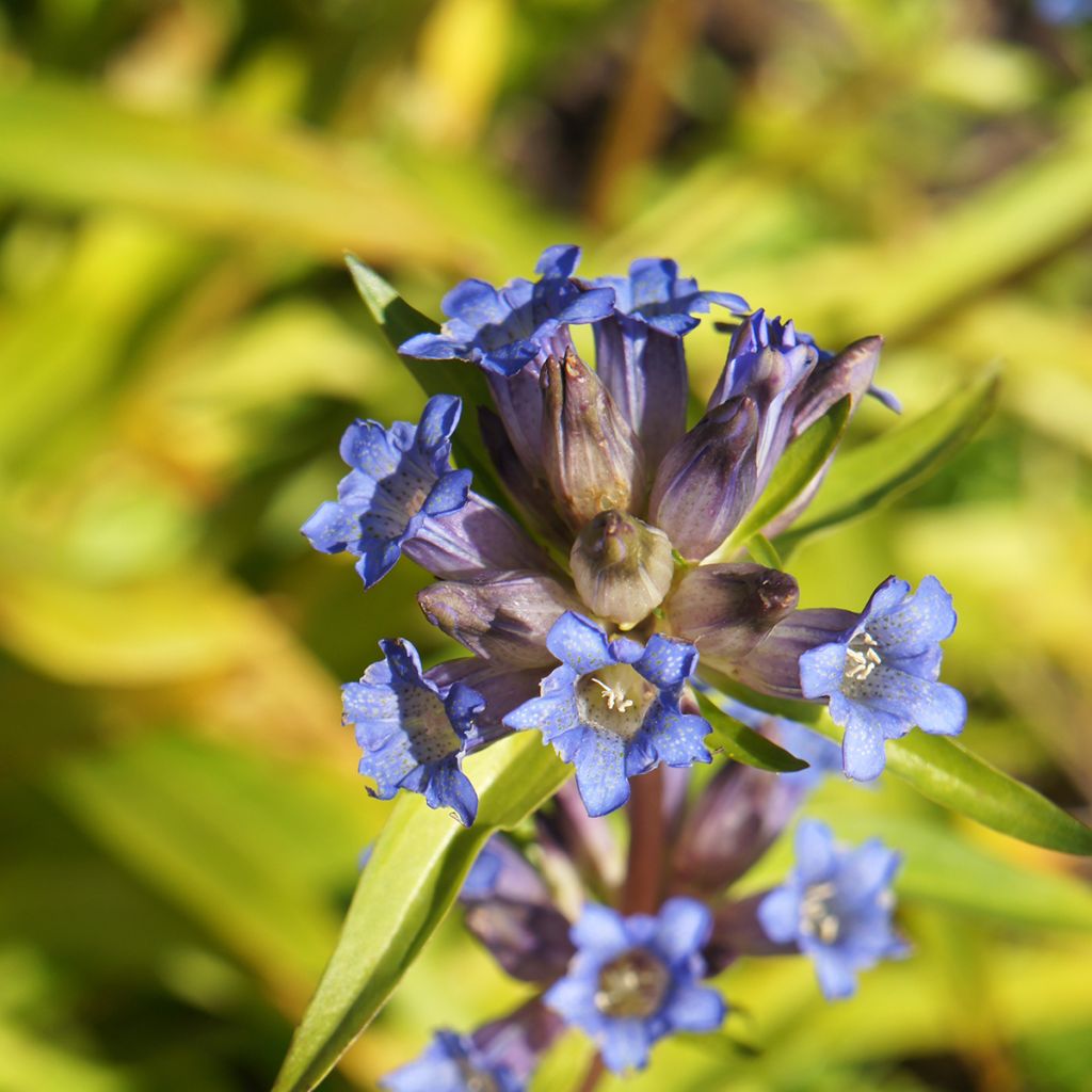 Gentiana dahurica - Genziana