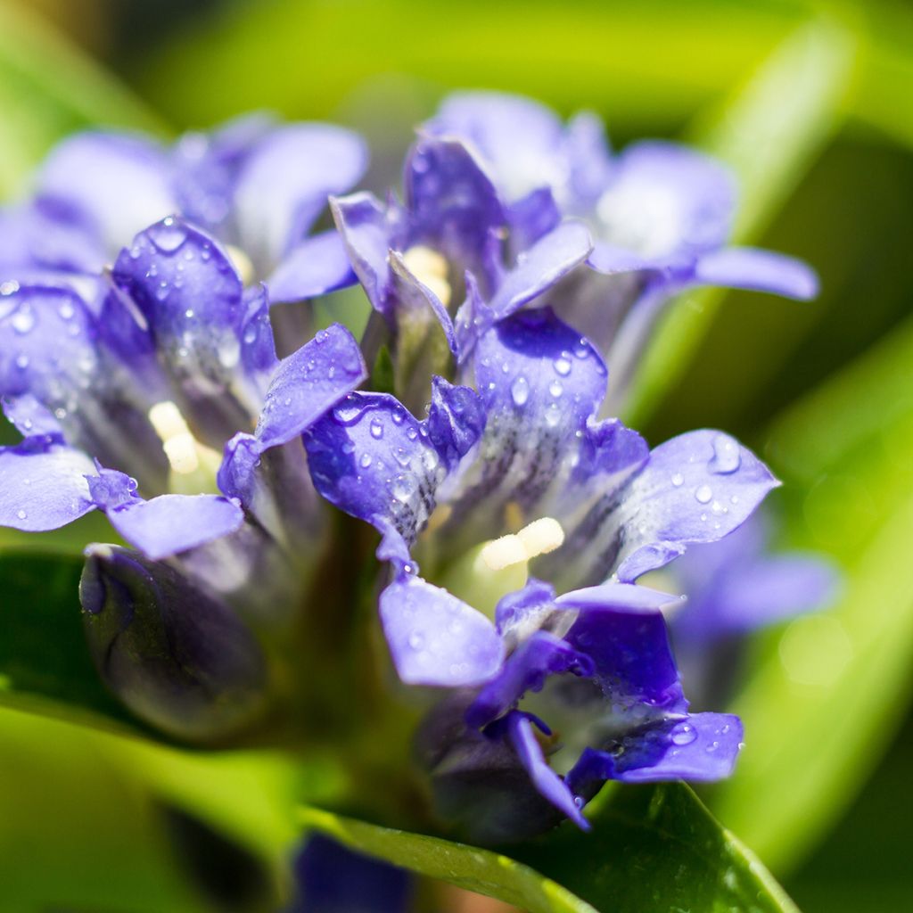 Gentiana dahurica - Genziana