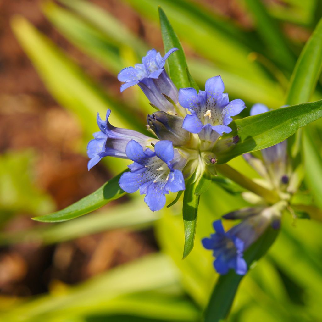 Gentiana dahurica - Genziana