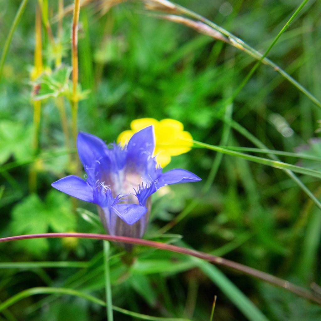 Gentiana septemfida var. lagodechiana - Genziana