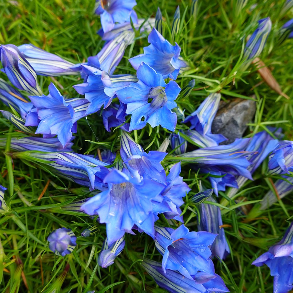 Gentiana sino-ornata - Genziana