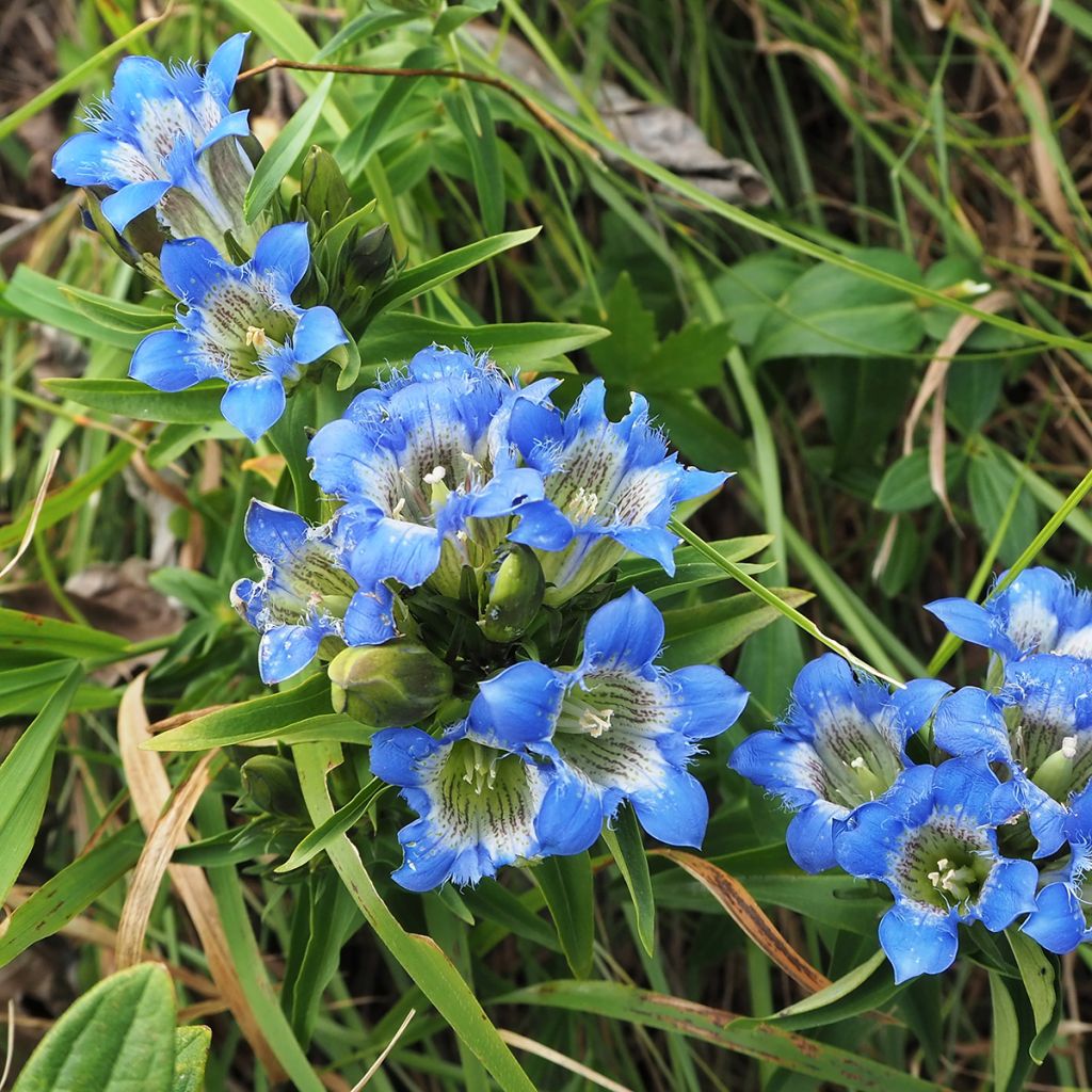 Gentiana sino-ornata - Genziana