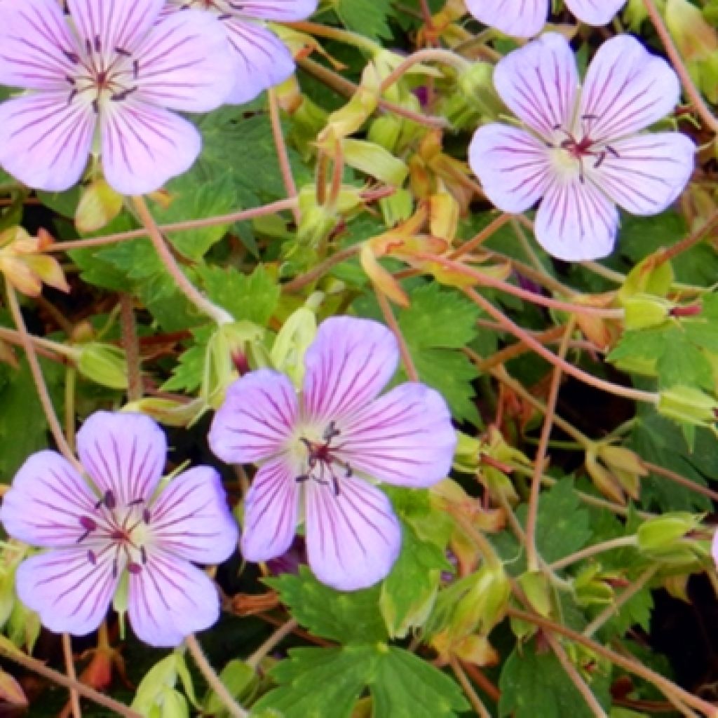 Geranium All Summer Blue - géranium vivace