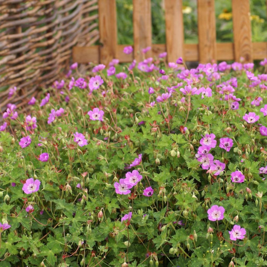 Geranium Kelly-Anne