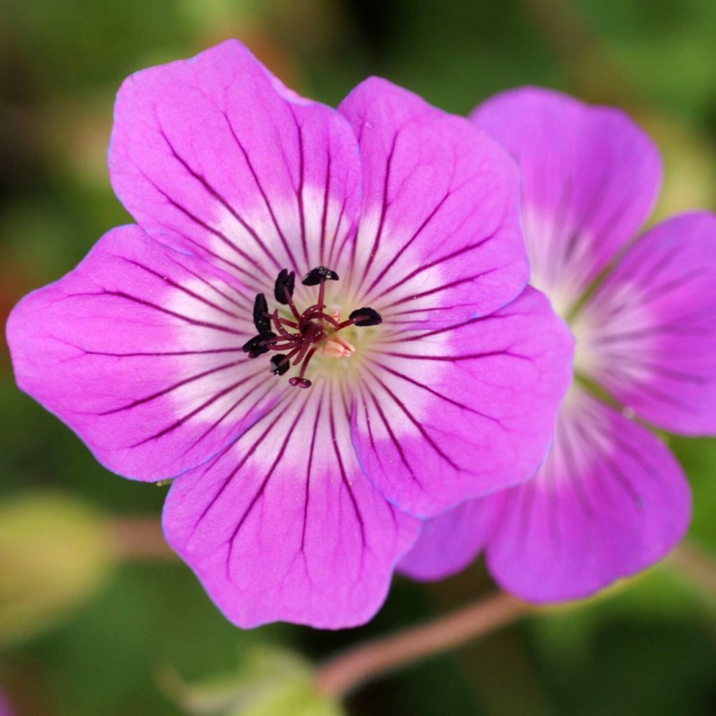 Geranium Kelly-Anne