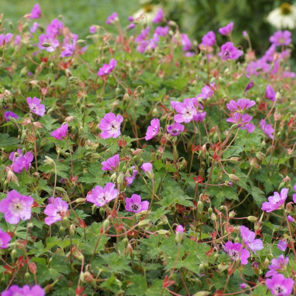 Geranium Kelly-Anne