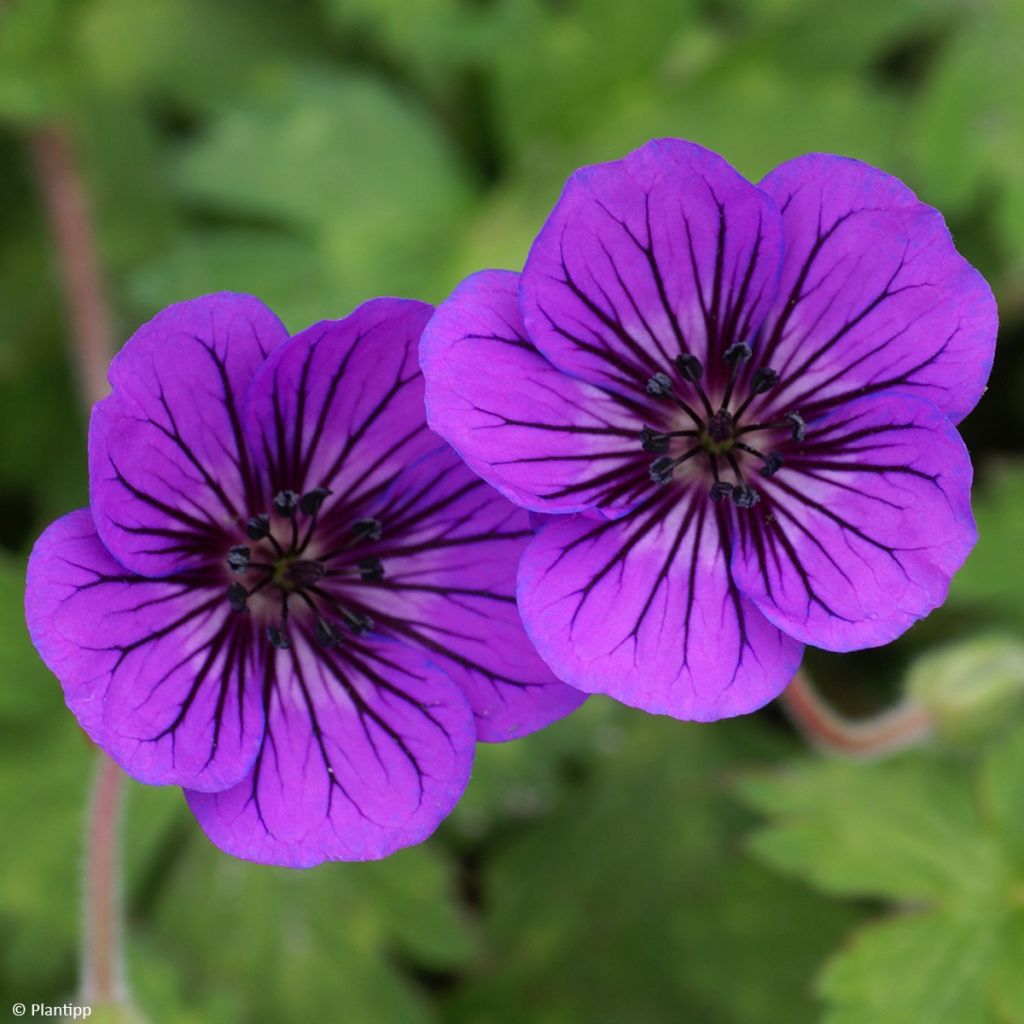 Geranium Anne's Family Mary Anne