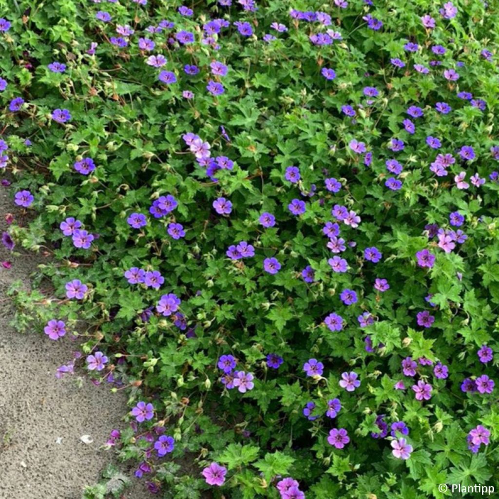 Geranium Anne's Family Mary Anne