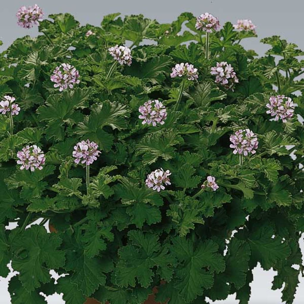 Pelargonium Attar of Roses