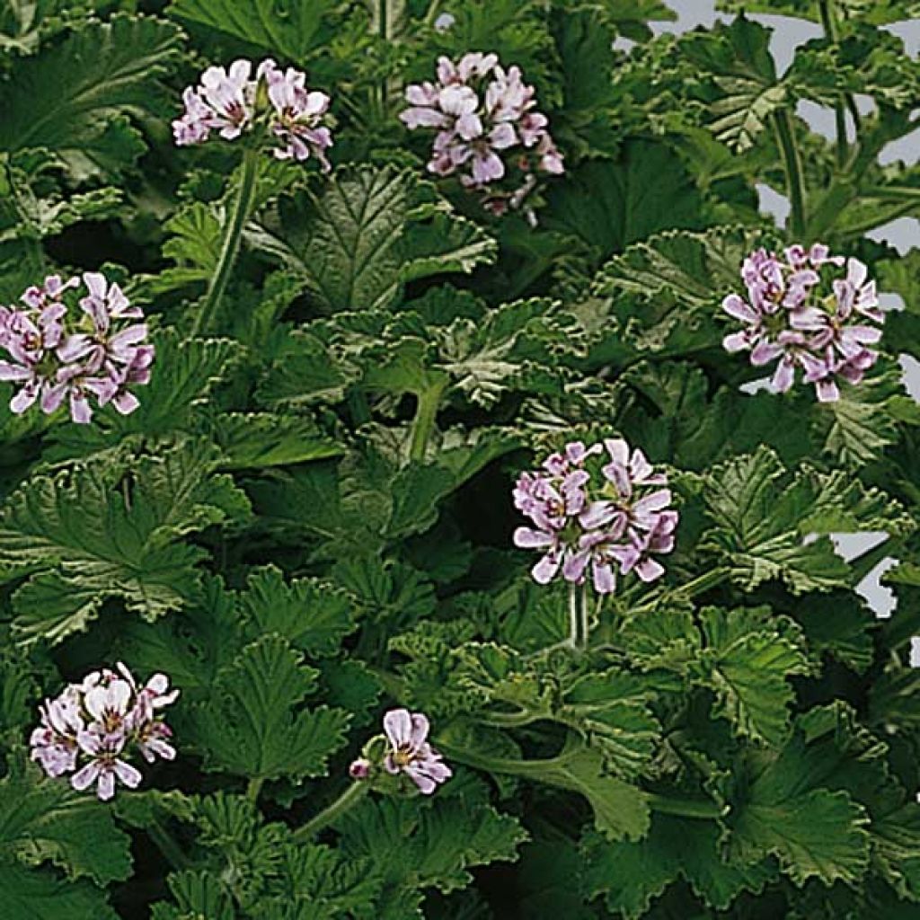 Pelargonium Attar of Roses