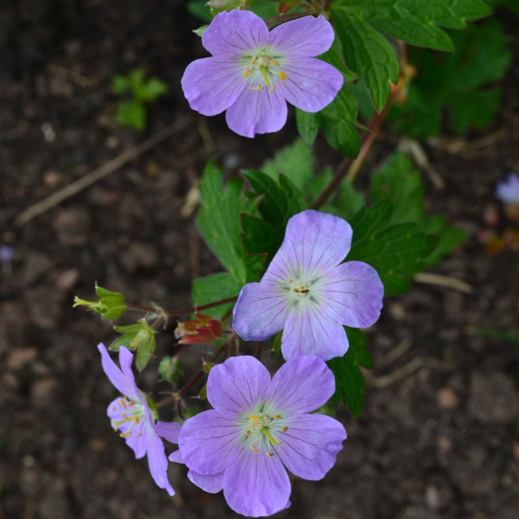 Geranium maculatum Vickie Lynn