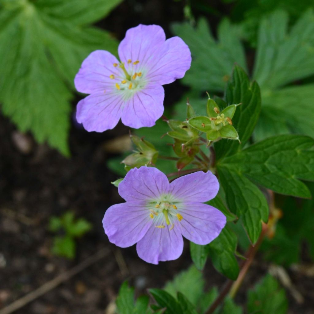 Geranium maculatum Vickie Lynn