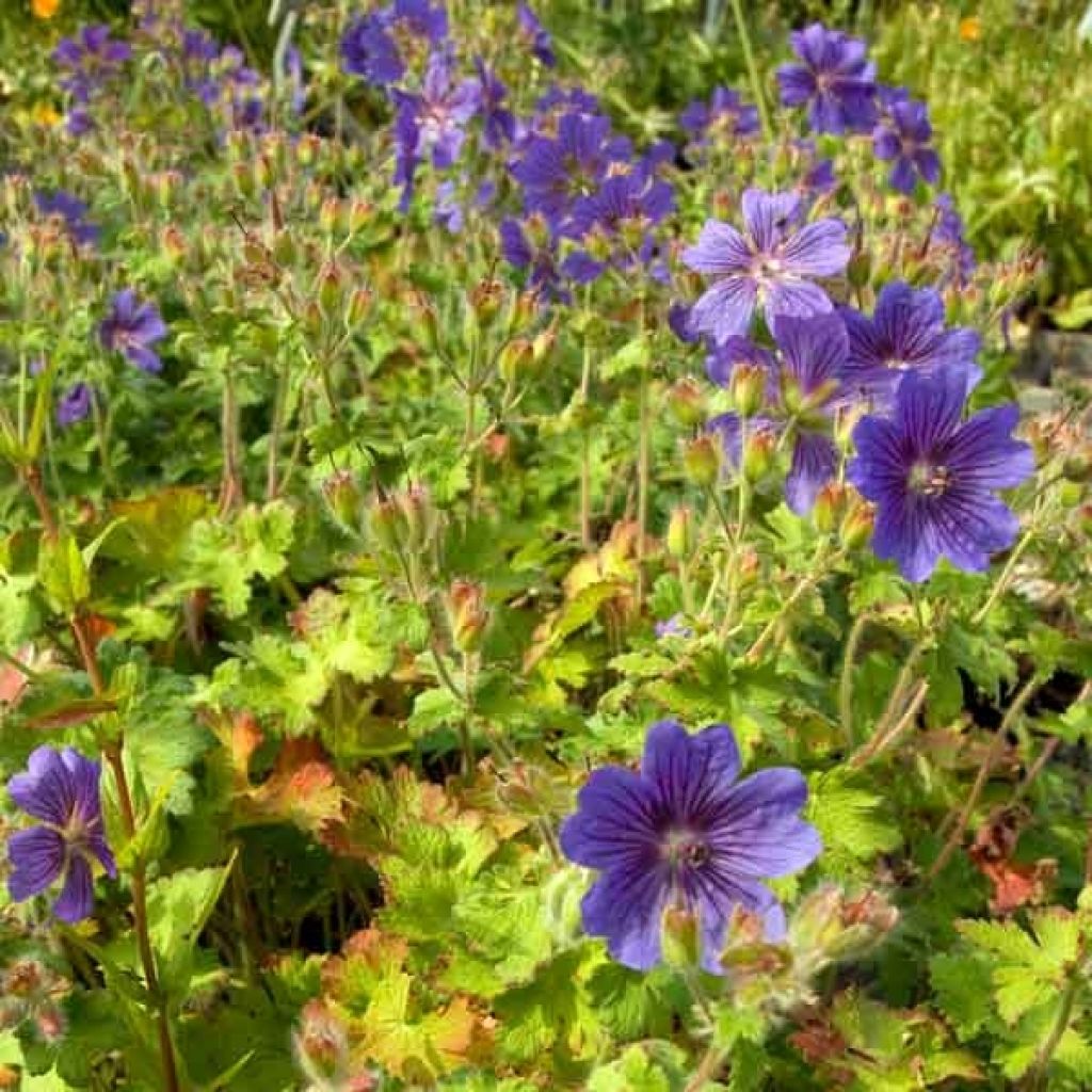 Géranium vivace ibericum