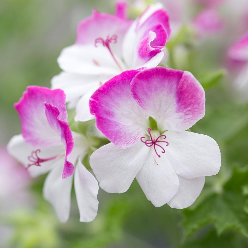 Pelargonium - Géranium parfumé Mosquitaway Louise Mini-mottes