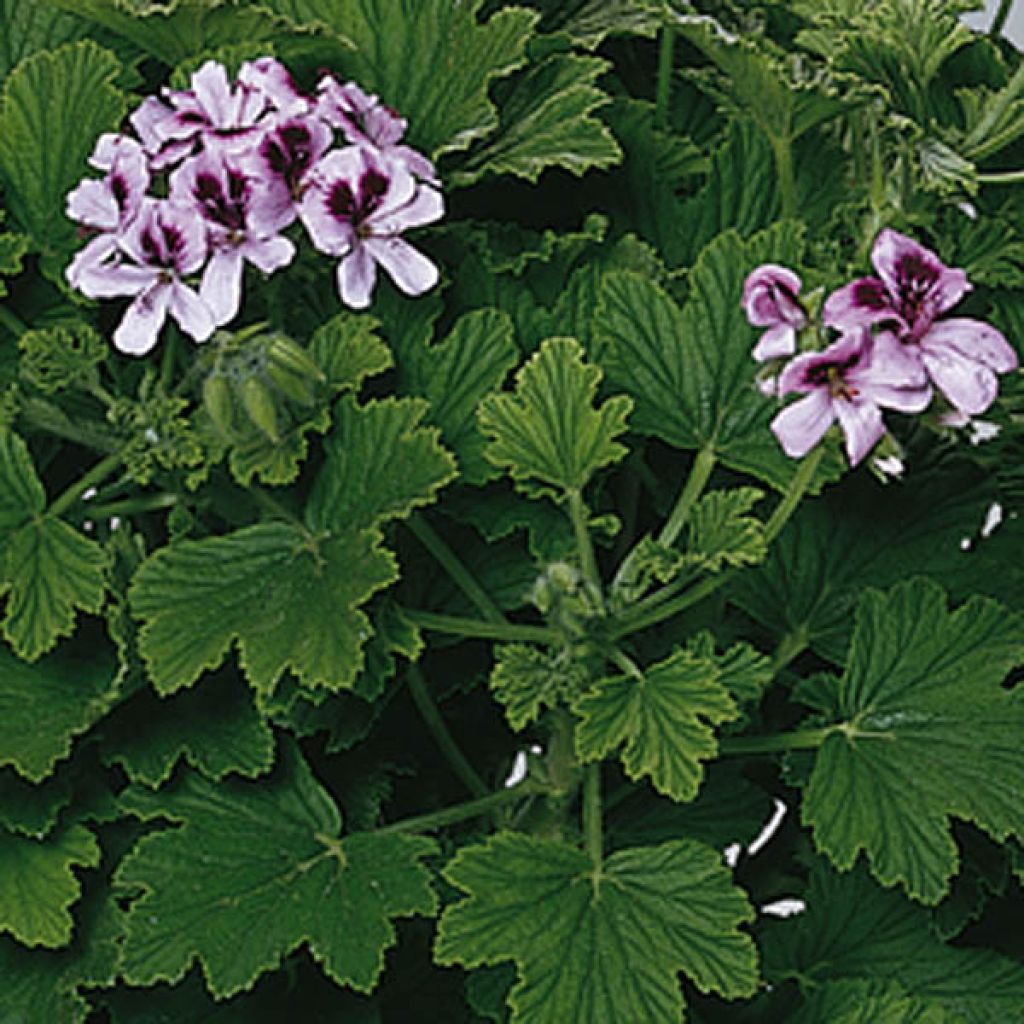 Pelargonium Orange Fizz - Geranio odoroso