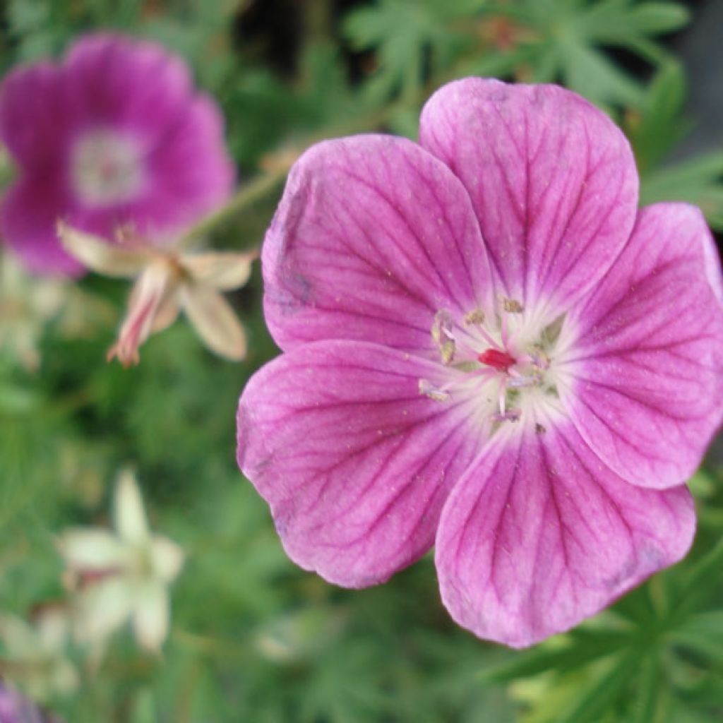 Geranium sanguineum Elke - Geranio sanguigno