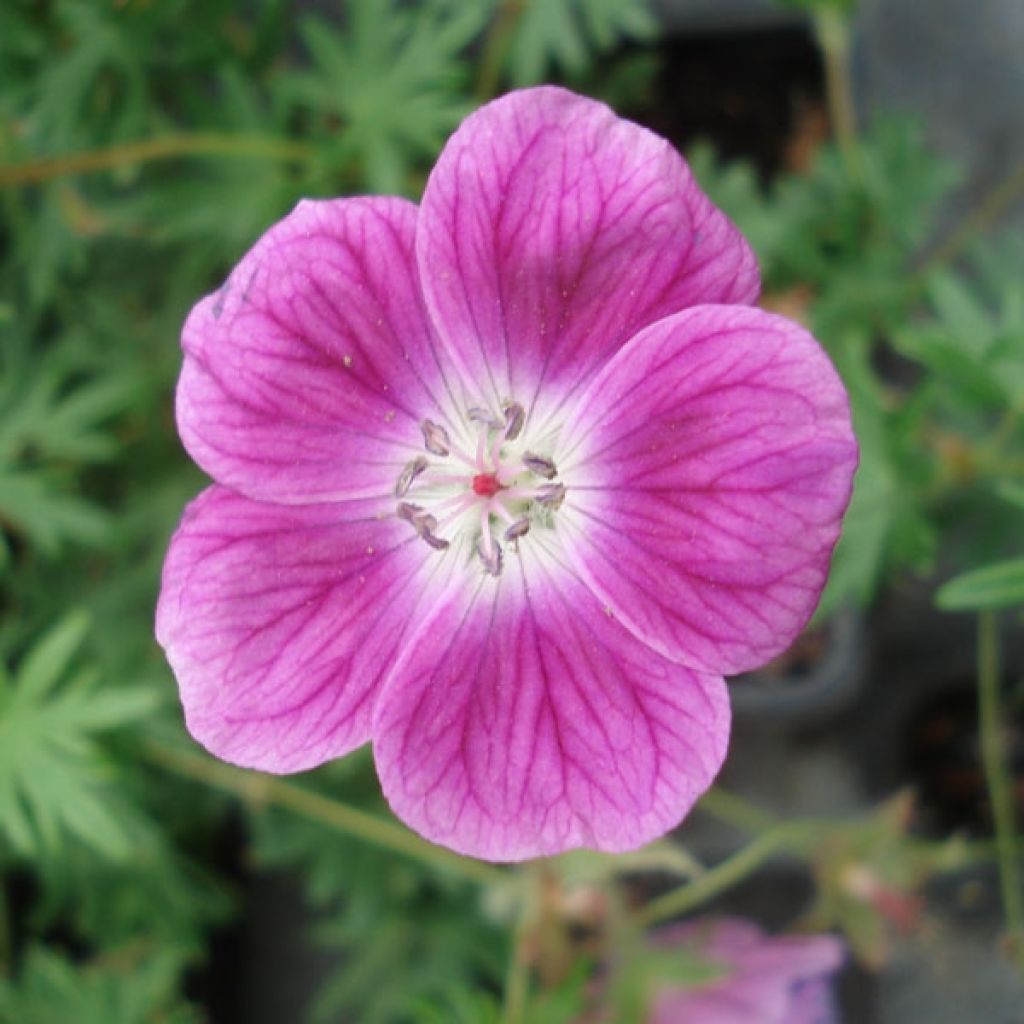 Geranium sanguineum Elke - Geranio sanguigno