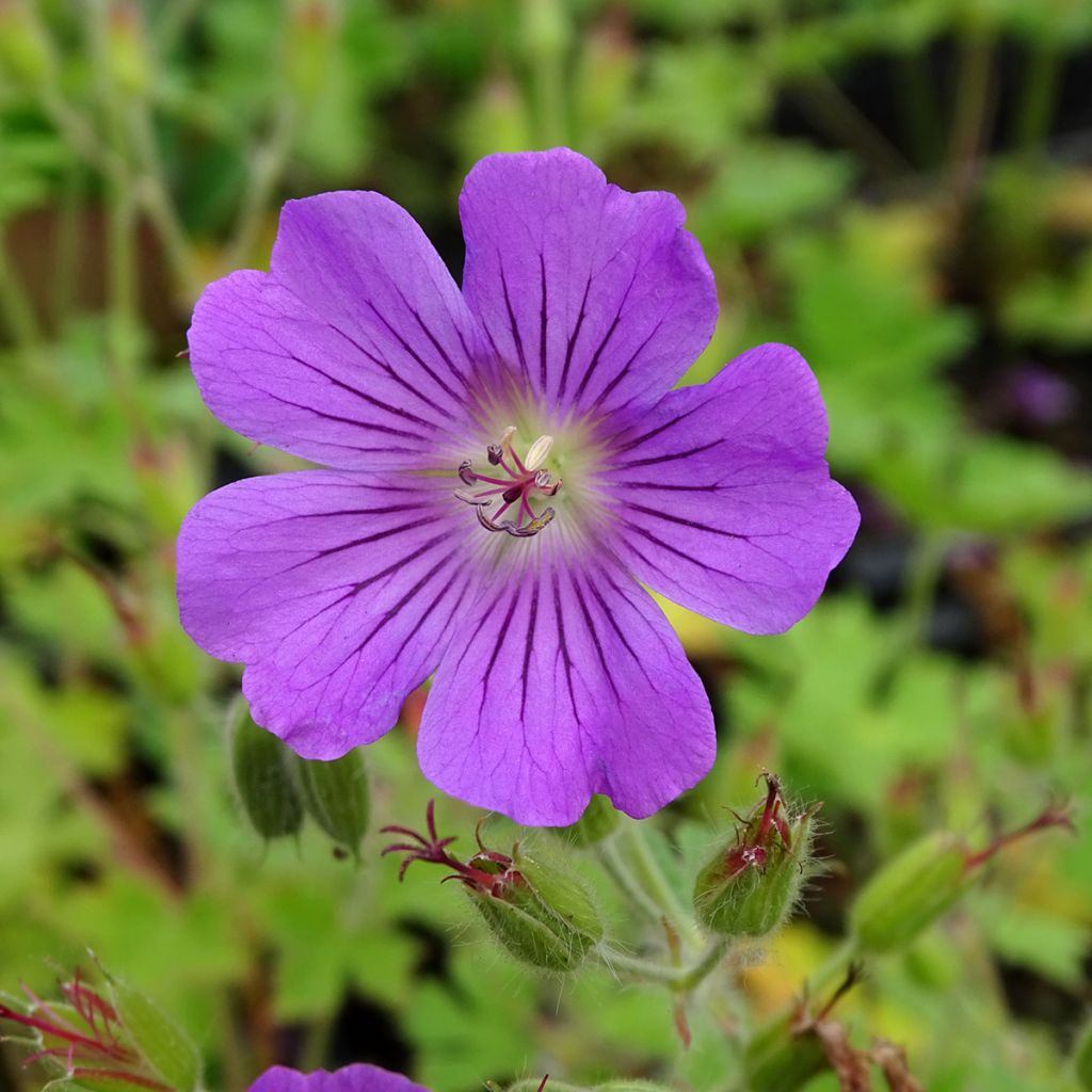 Géranium vivace Sirak