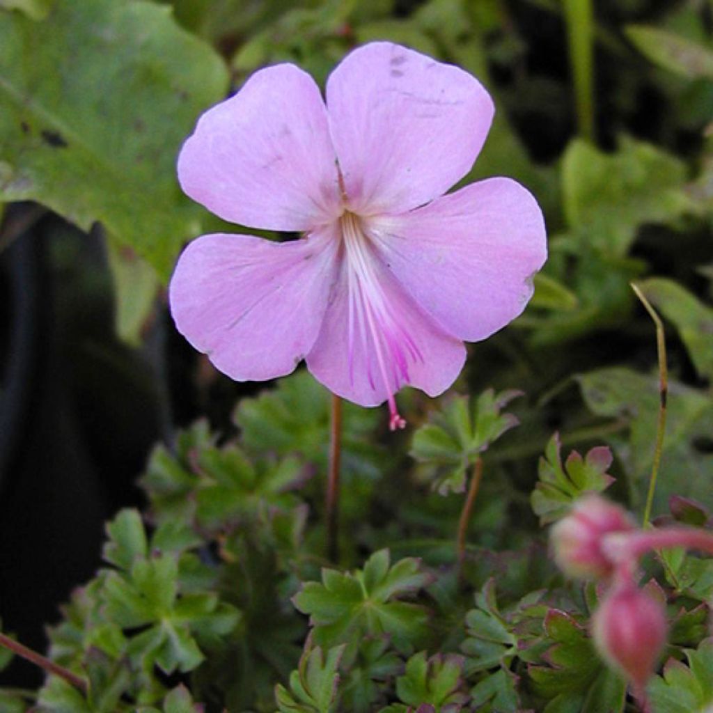 Geranium dalmaticum