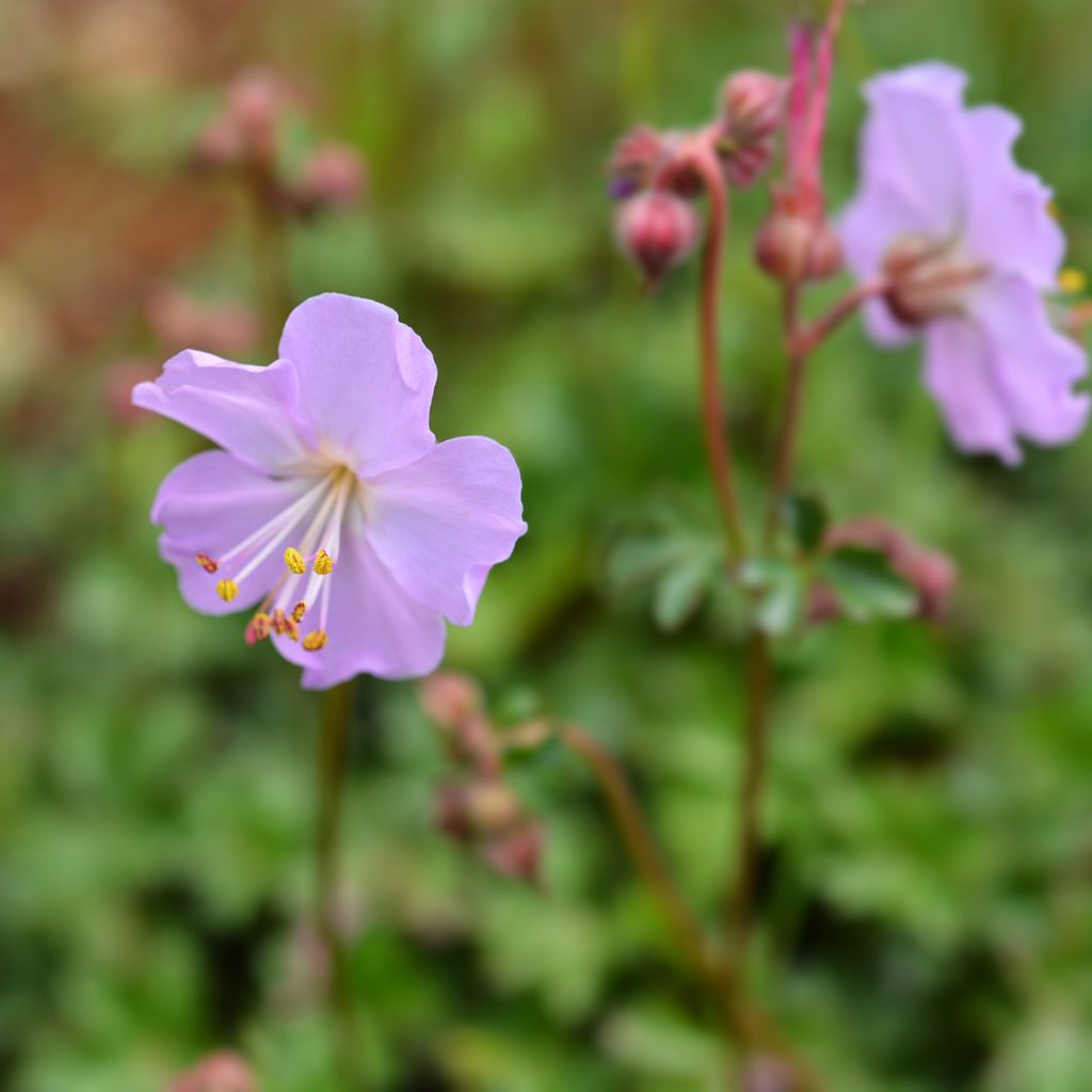 Geranium dalmaticum