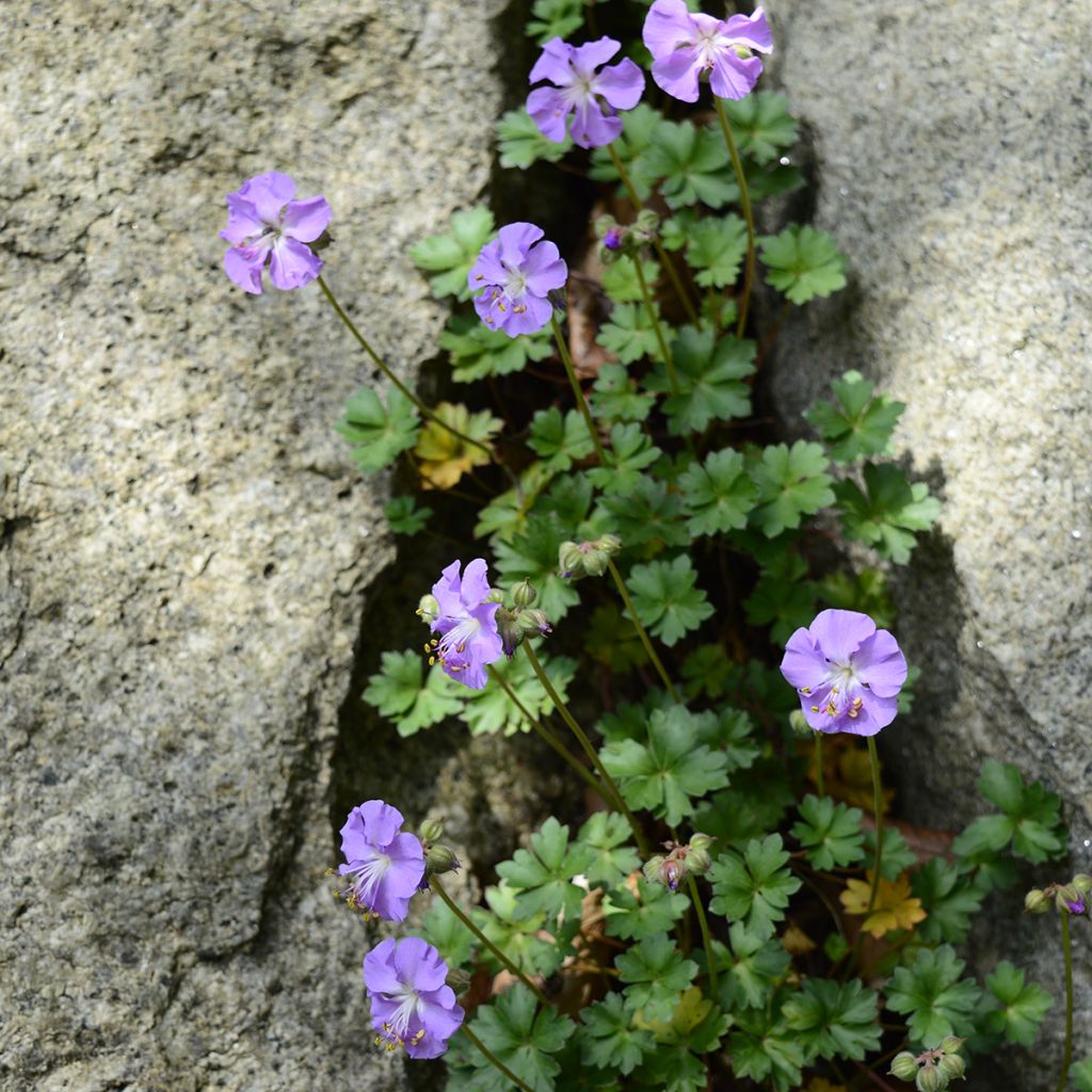 Geranium dalmaticum