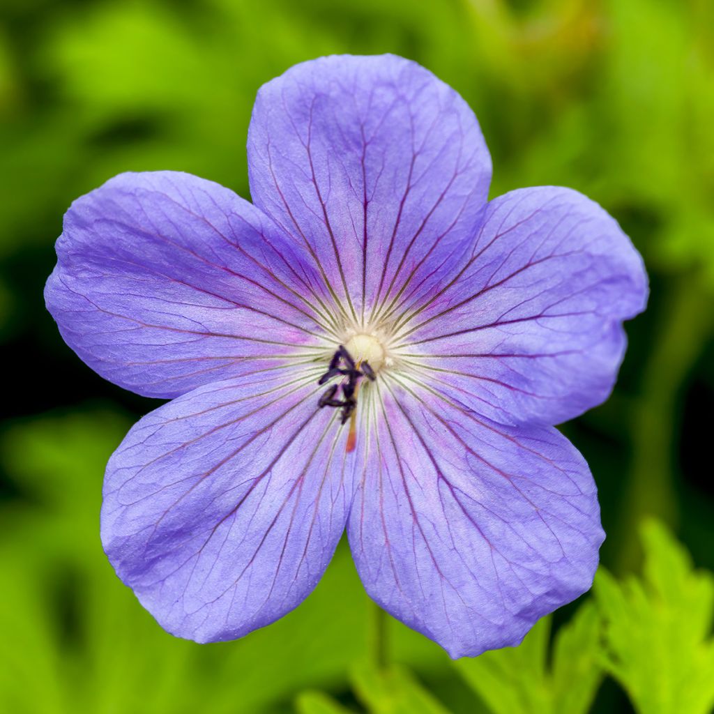 Geranium himalayense Irish Blue