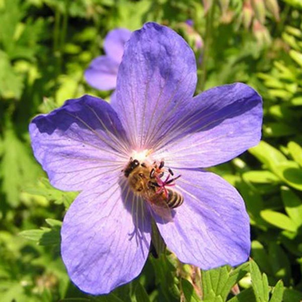 Geranium vivace Johnson's blue