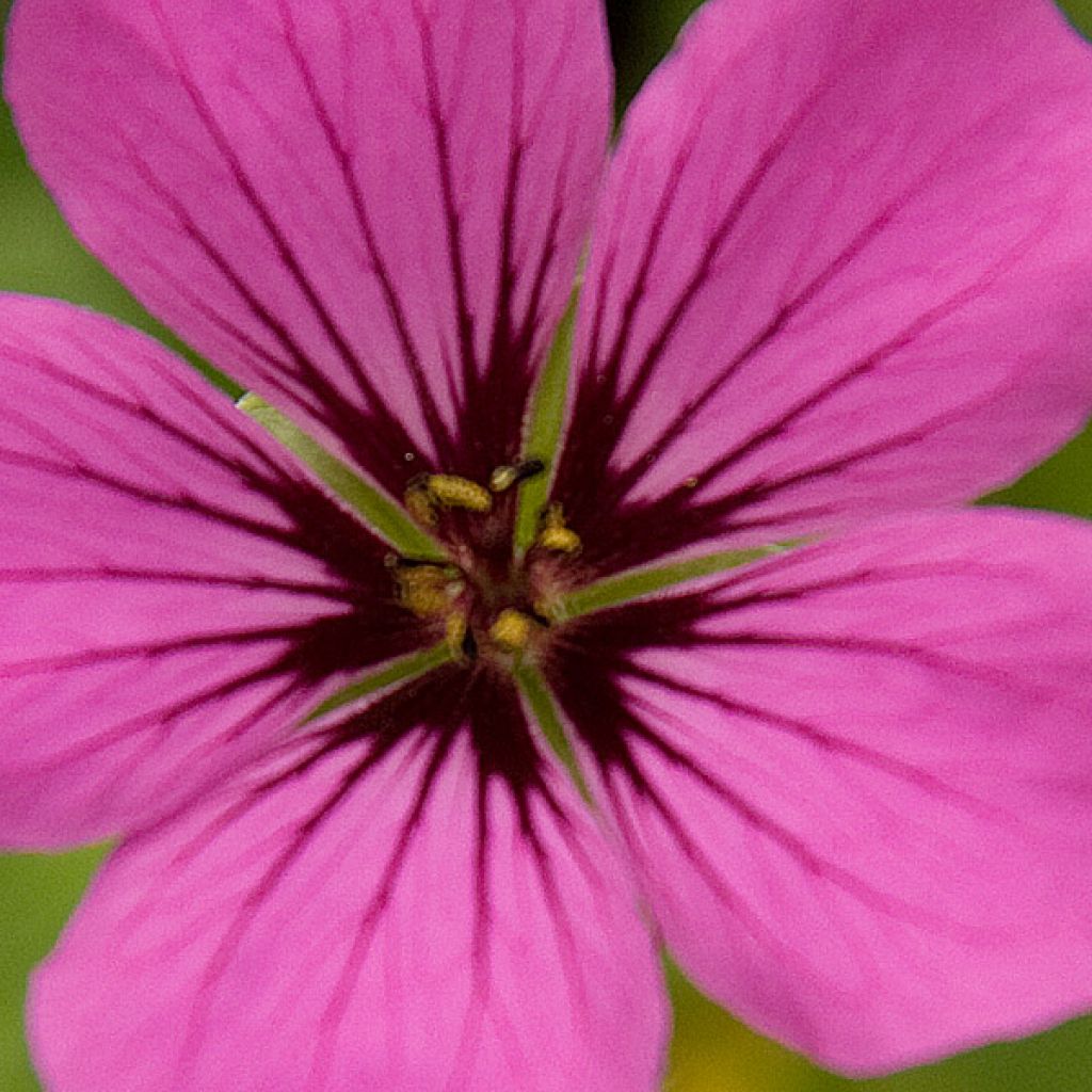 Geranium Patricia