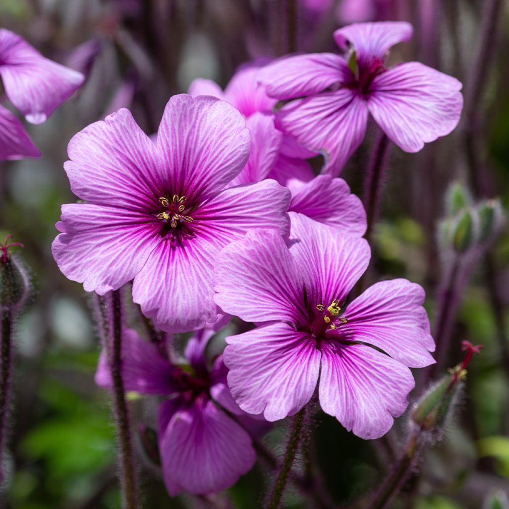 Geranium maderense