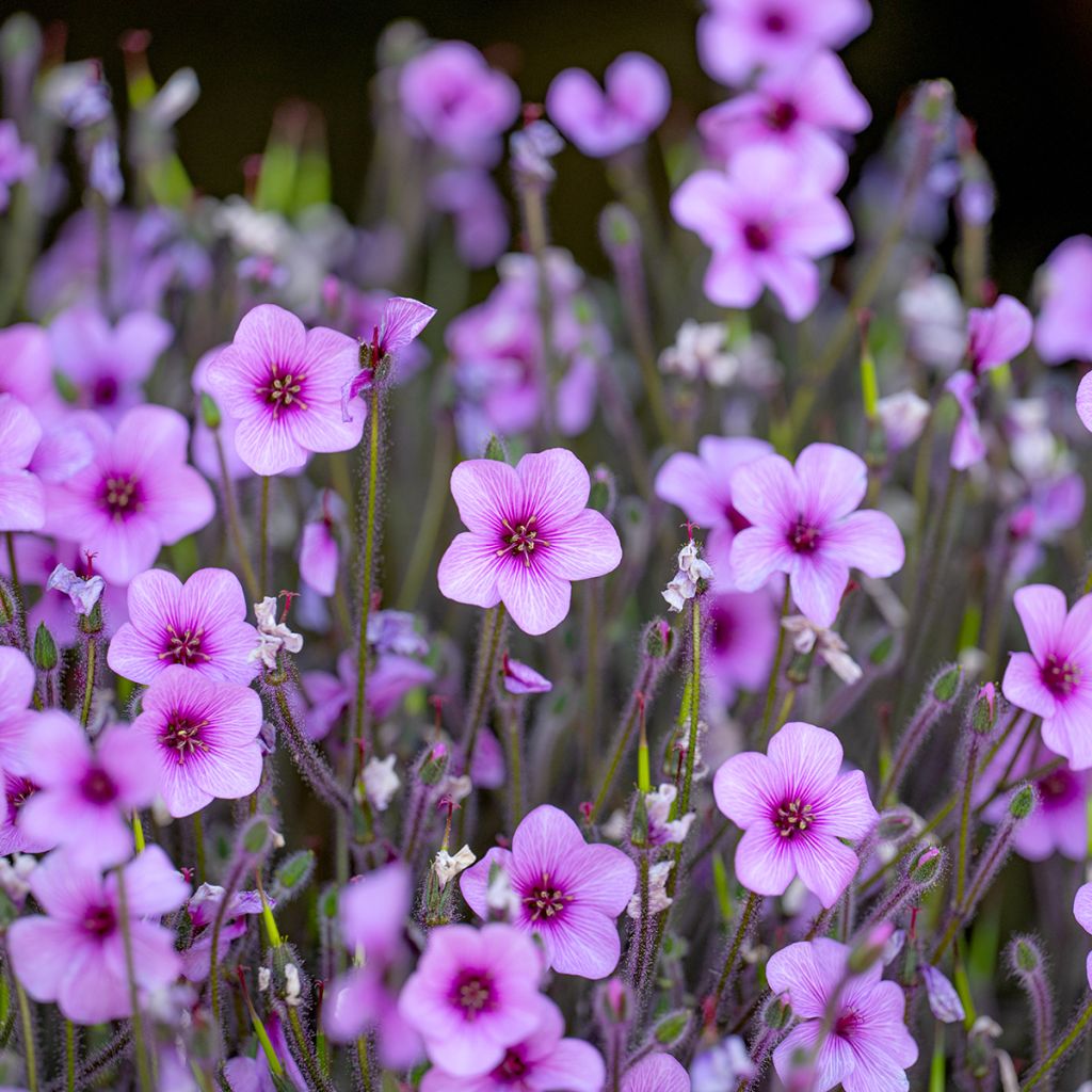 Geranium maderense