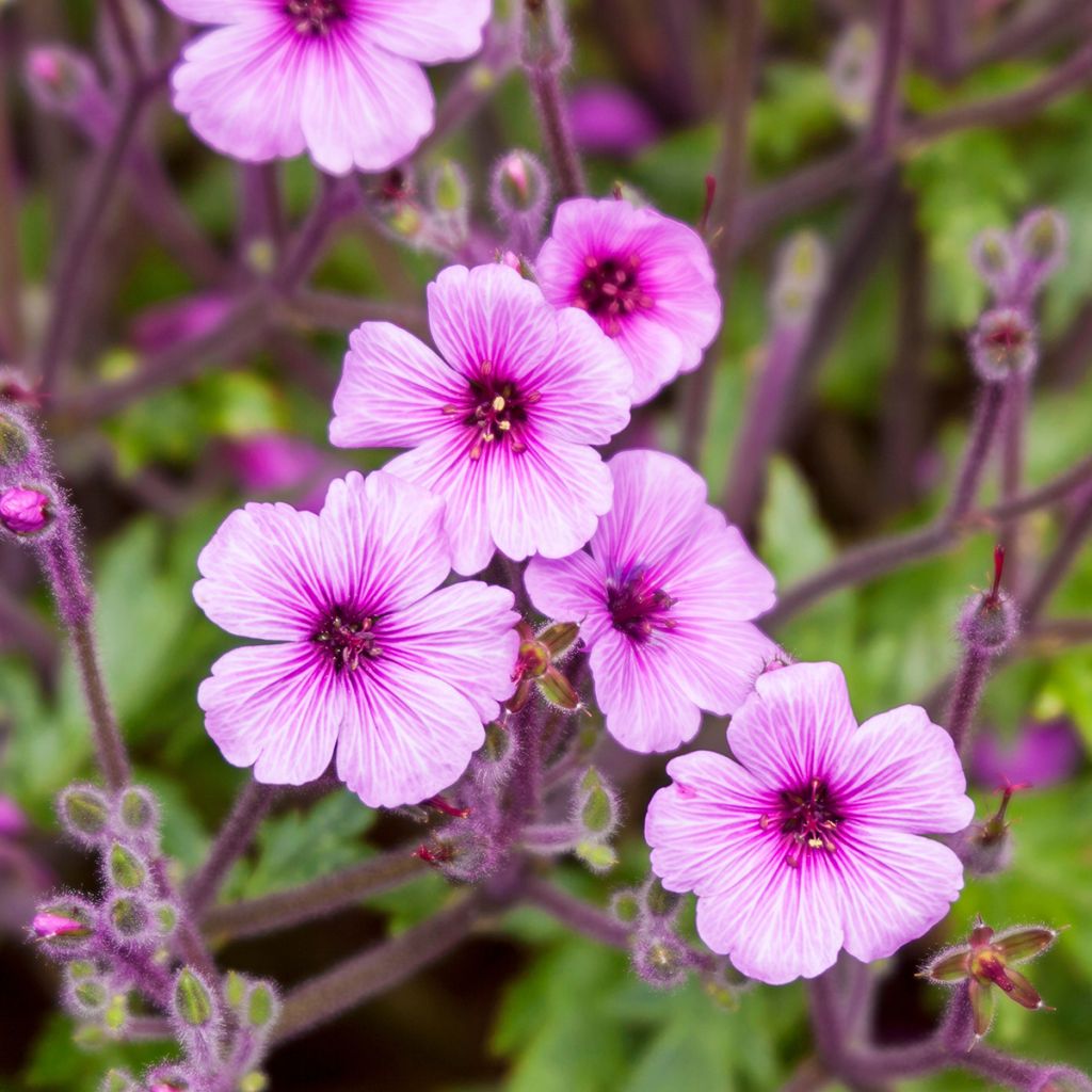 Geranium maderense