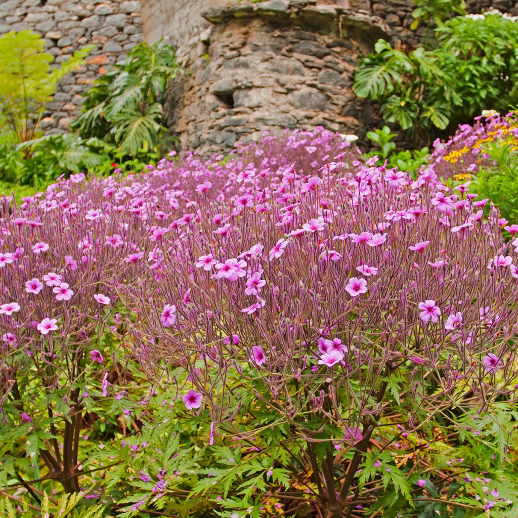 Geranium maderense