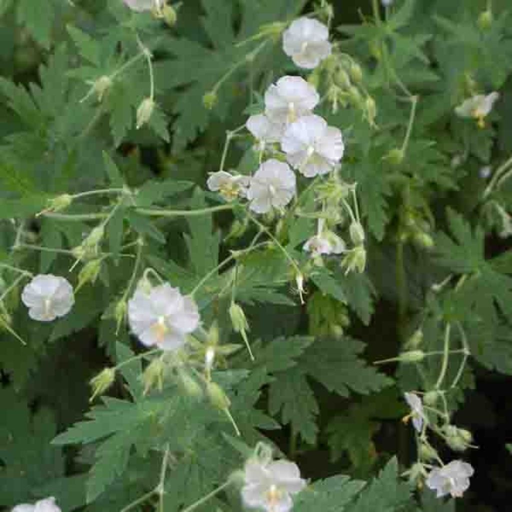 Géranium vivace phaeum Album