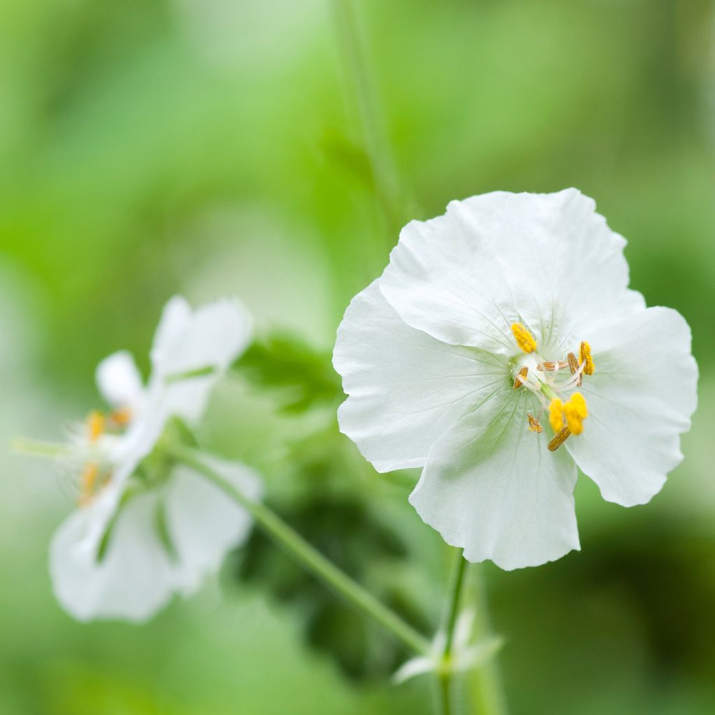 Geranium phaeum Album - Geranio stellato