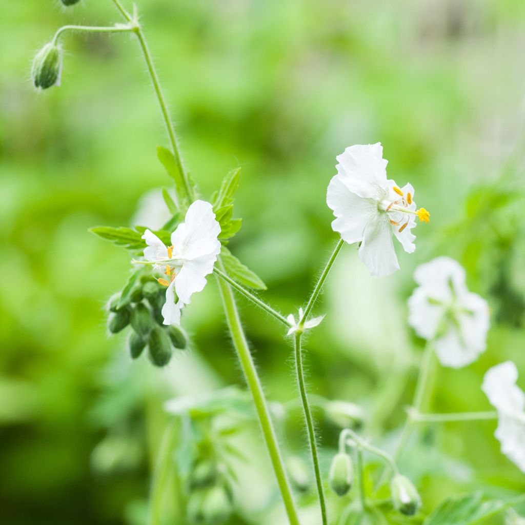 Geranium phaeum Album - Geranio stellato