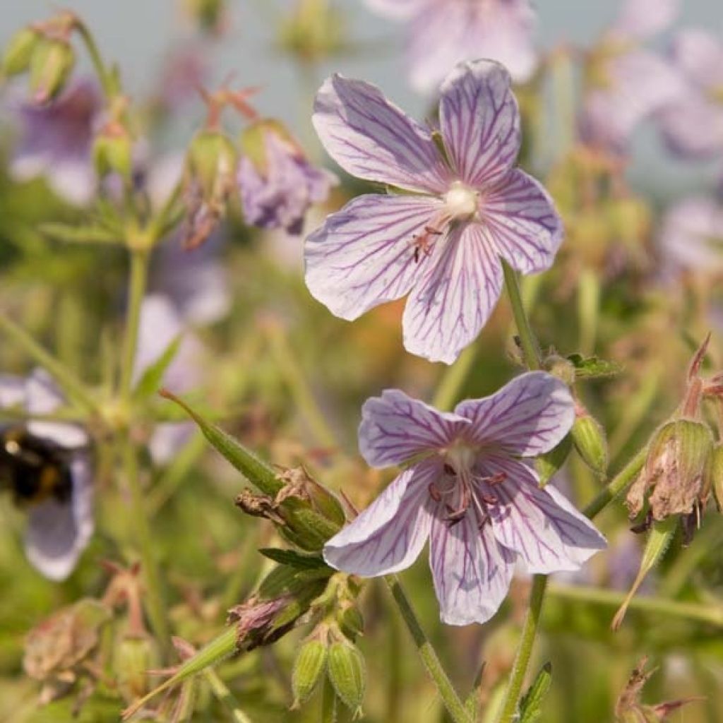 Géranium vivace pratense Ilja