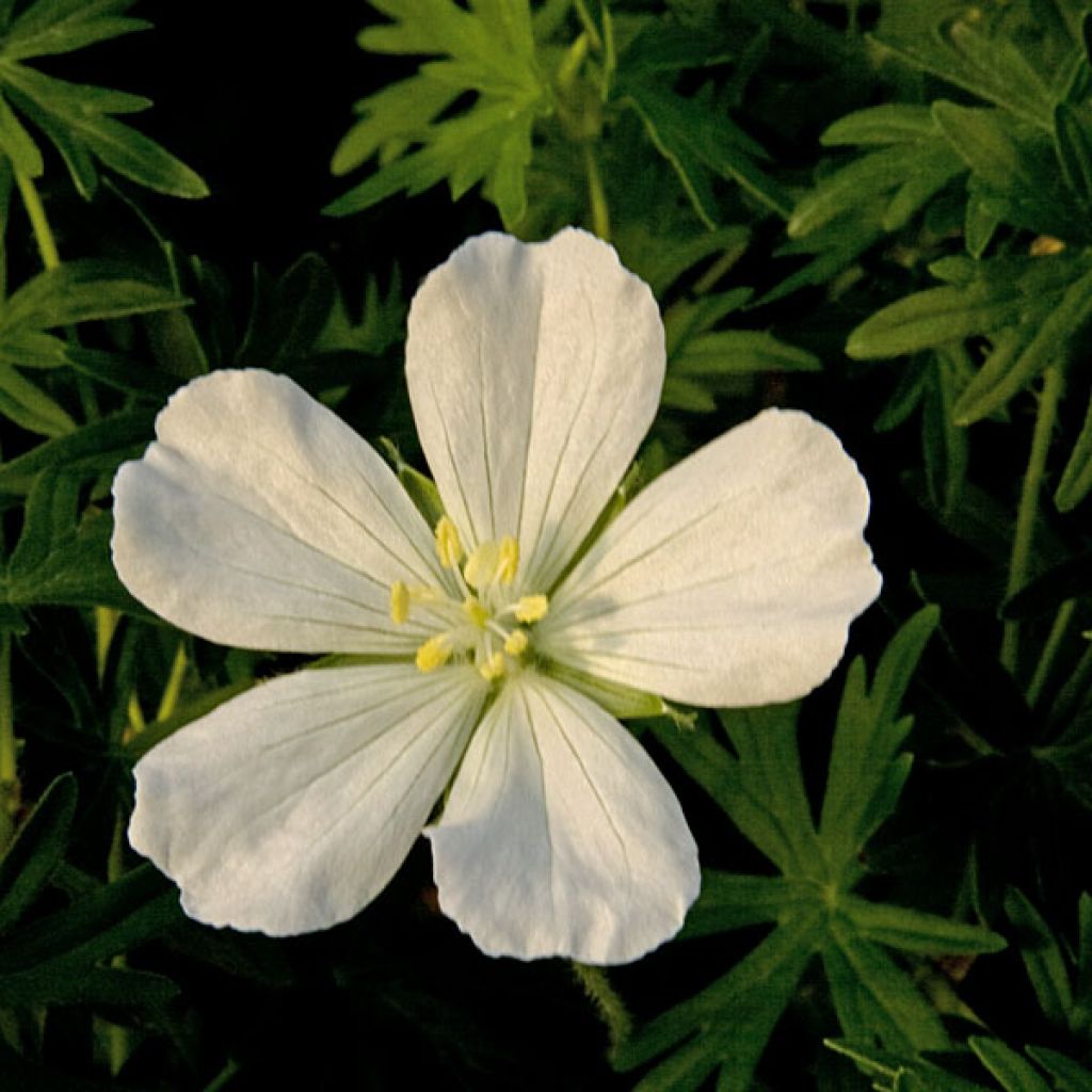 Geranium sanguineum Album - Geranio sanguigno